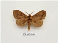 藏品(多紋枯葉蛾)的圖片